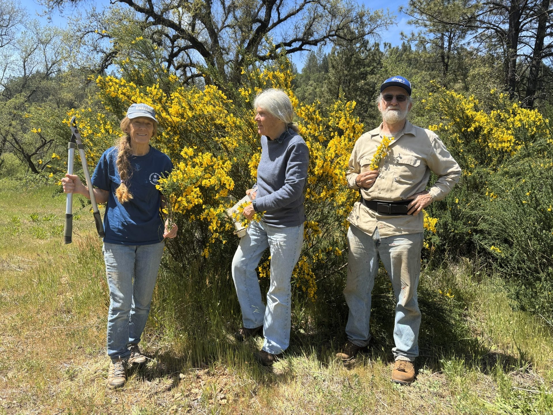 Three volunteers stand in front of a massive Scotch broom plant they are removing as part of a stewardship workday.