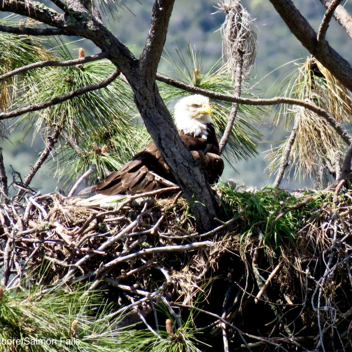 A bald eagle on its nest above the South Fork of the American River near Salmon Falls.