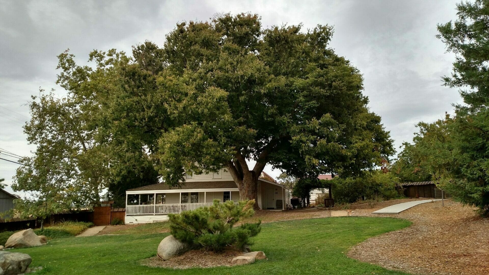 The historic Keyaki tree at Wakamatsu Farm in Placerville, planted by the original colonists in 1869.